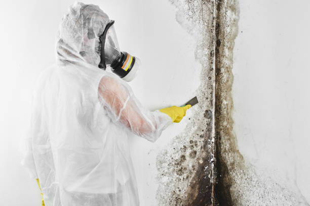 Trusted Tacoma, WA Mold Prevention & Removal  Experts